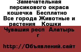 Замечательная персикового окраса кошечка. Бесплатно - Все города Животные и растения » Кошки   . Чувашия респ.,Алатырь г.